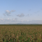 corn field