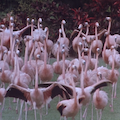 flamingos